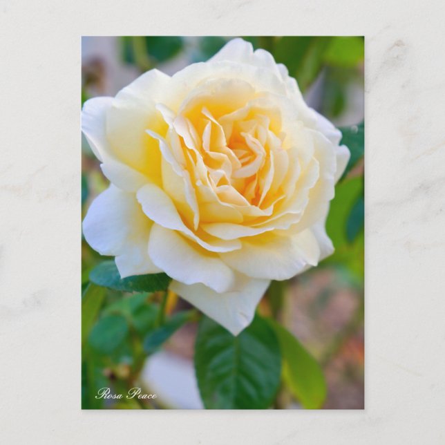 Cartão Postal Rosa Peace ポストカード (Frente)