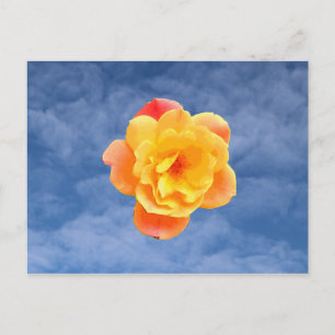 Cartão Postal Rosa Pêssego no Céu Azul