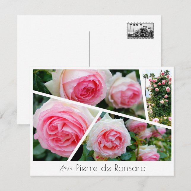 Cartão Postal Rosa Pierre de Ronsard (Frente/Verso)