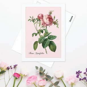 Cartão Postal Rosa Pink Botânica Redoute