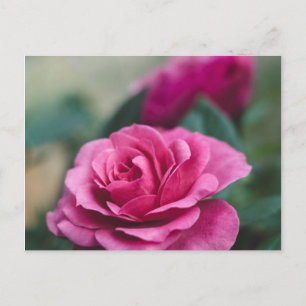 Cartão Postal Rosa Pink Romântica