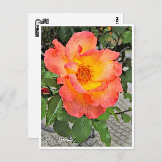 Cartão Postal Rosa Playboy (Frente/Verso)