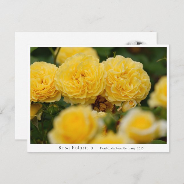 Cartão Postal Rosa Polaris α (Frente/Verso)