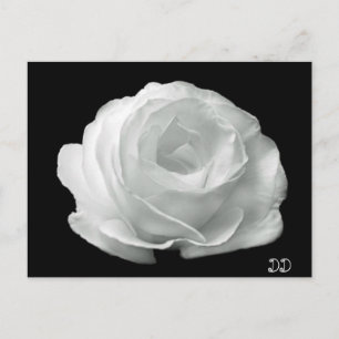 Cartão Postal Rosa Preta E Branca