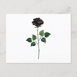 Cartão Postal Rosa preto