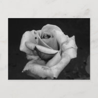 Rosa preto e branco