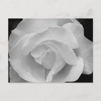 Cartão Postal Rosa preto e branco