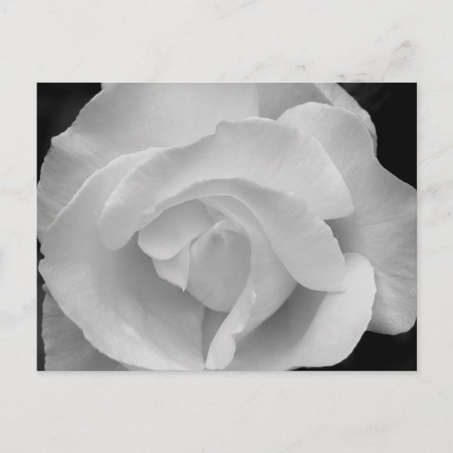 Cartão Postal Rosa preto e branco (Frente)