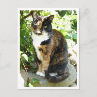 Cartão Postal Rosa Primavera