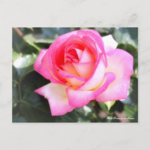 Cartão Postal Rosa Princesse de Mônaco:Cartão postal