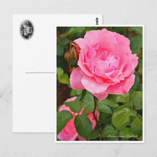 Cartão Postal Rosa Queen Elizabeth (Frente/Verso)