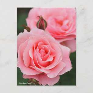 Cartão Postal Rosa Queen Elizabeth:Cartão-postal