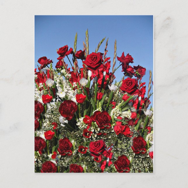 Cartão Postal Rosa-r-Vermelho (Frente)