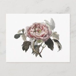 Cartão Postal Rosa repolho rosa desenhada à mão