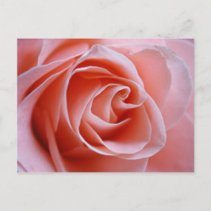 Cartão Postal Rosa Rosa