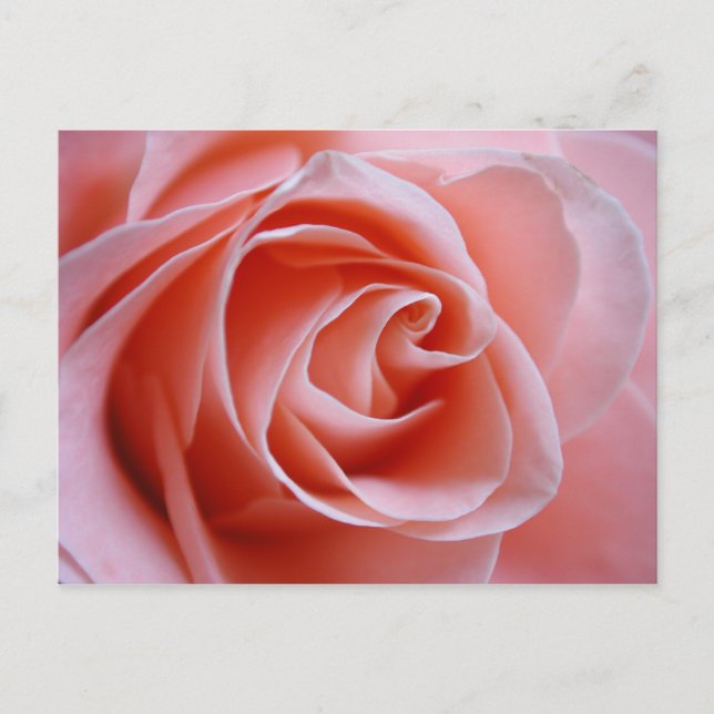 Cartão Postal Rosa Rosa (Frente)