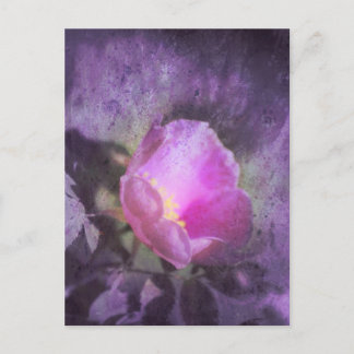 Cartão Postal Rosa rosa antiga, textura roxa