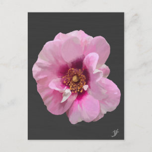 Cartão Postal Rosa rosa com Coração Roxo - pintura a óleo