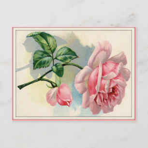 Cartão Postal Rosa Rosa de Bela, Cartão-postal de Cinza Horizon
