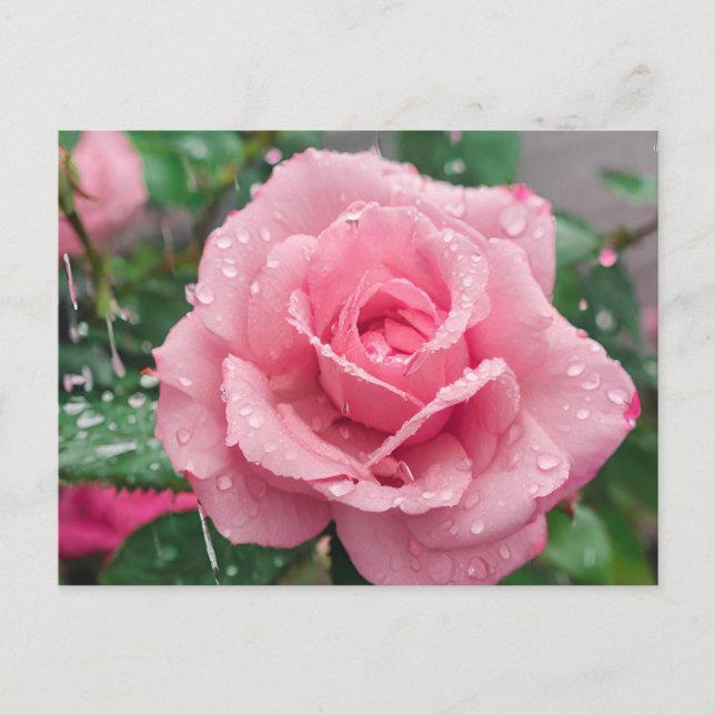 Cartão Postal Rosa Rosa Florindo com Gotículas de Chuva  (Frente)