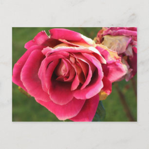 Cartão Postal Rosa rosa num jardim
