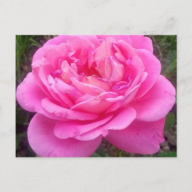 Cartão Postal Rosa Rosa Romântica "Leonardo Da Vinci" (Frente)