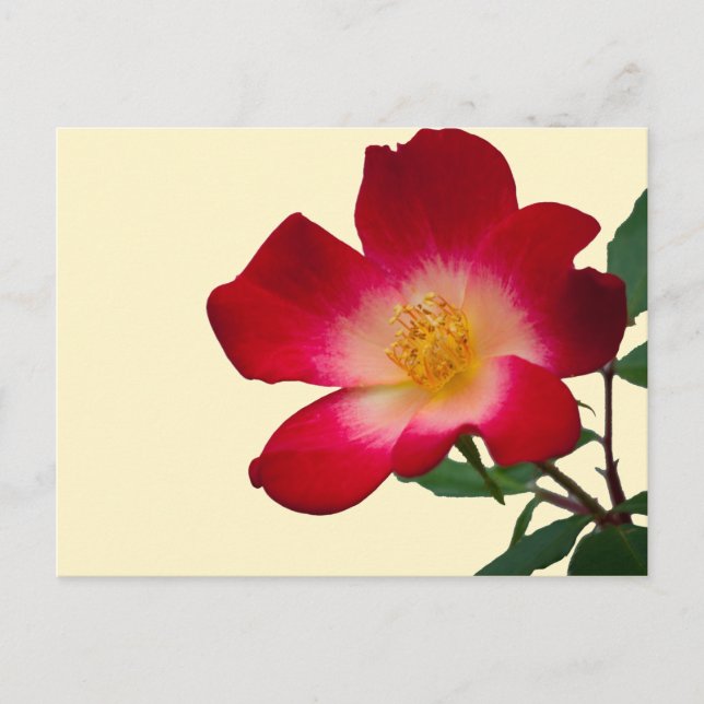 Cartão Postal Rosa Rosa Romântico (Frente)