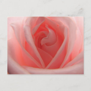 Cartão Postal Rosa Rosa Rosa