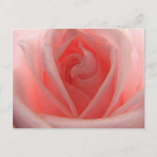 Cartão Postal Rosa Rosa Rosa