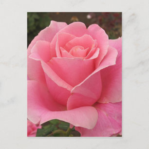 Cartão Postal Rosa Rosa Rosa