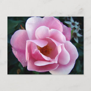 Cartão Postal Rosa Rosa Rosa