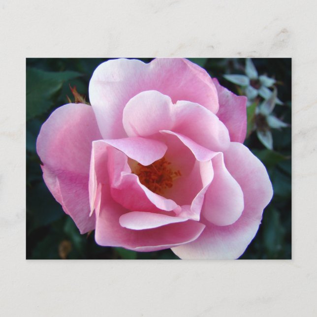 Cartão Postal Rosa Rosa Rosa (Frente)