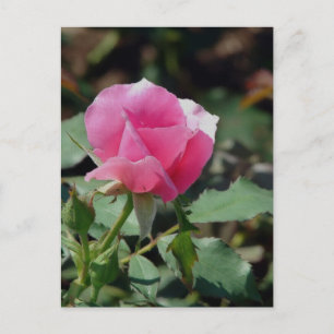 Cartão Postal Rosa Rosa Rosa