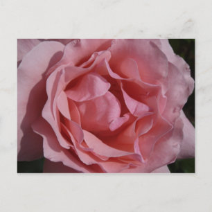 Cartão Postal Rosa Rosa Rosa II Bonito Floral