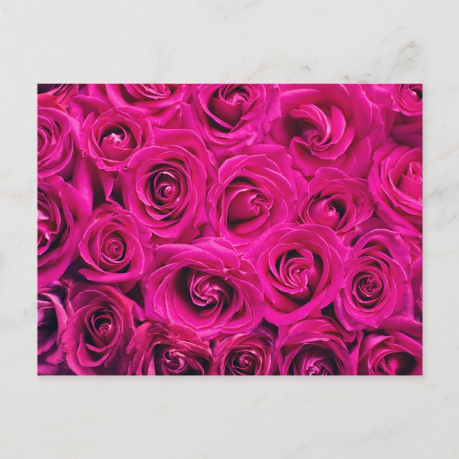 Cartão Postal Rosa Rosa Rosa Romântica (Frente)