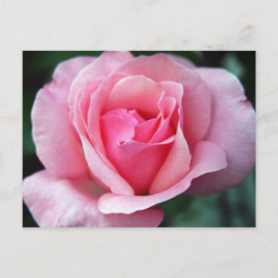 Cartão Postal Rosa Rosa Rosa Rosa