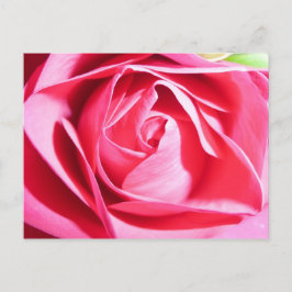 Cartão Postal Rosa Rosa Rosa Rosa