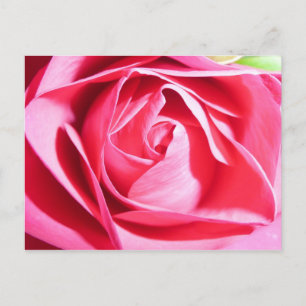 Cartão Postal Rosa Rosa Rosa Rosa