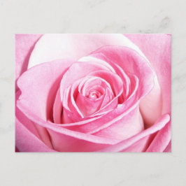 Cartão Postal Rosa Rosa Rosa Rosa