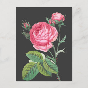 Cartão Postal Rosa rosa rosa-rosa floral moderno
