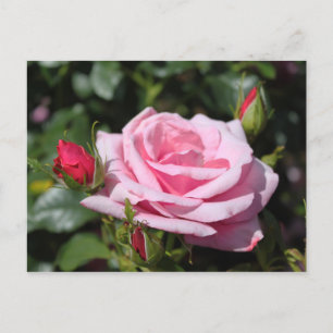 Cartão Postal rosa rosa rosa rosa flores feliz aniversário. amor