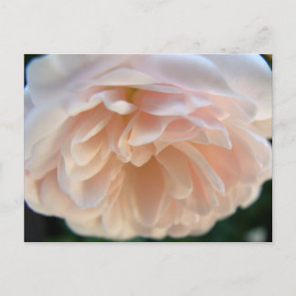 Cartão Postal Rosa Rosa Rosa Rosa Pálida