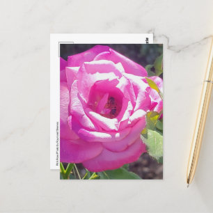 Cartão Postal Rosa Rosa Rosa Rosa Rosa com Cartão-Postal de Abel