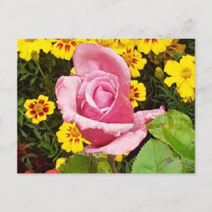 Cartão Postal Rosa Rosa Rosa Rosa Rosa Rosa e Flores Amarelas