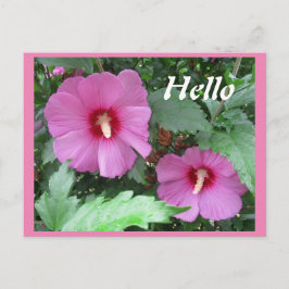 Cartão Postal Rosa Rosa Rosa Rosa Rosa Rosa Rosa Rosa Rosa da Fl