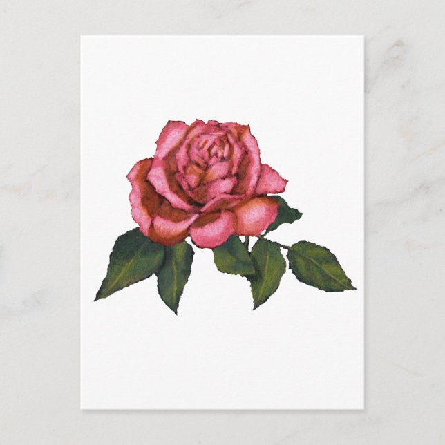 Cartão Postal Rosa Rosa Rosa Rosa solteiro: Desenho do Lápis de  (Frente)