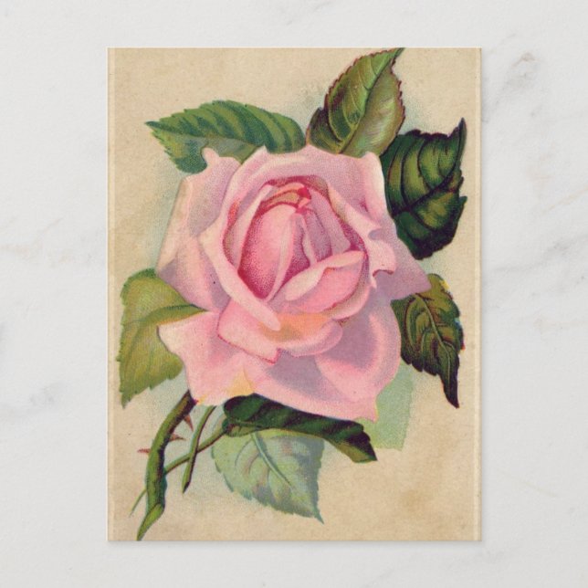 Cartão postal Rosa Rosa Vintage (Frente)