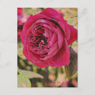 Cartão Postal Rosa Rouge Royale [Cartão-postal]