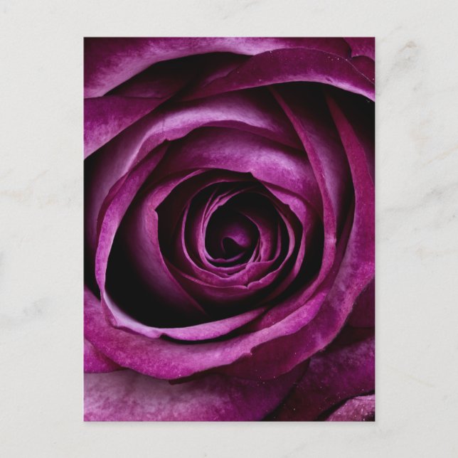 Cartão Postal Rosa Roxa (Frente)