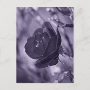Cartão Postal Rosa Roxa